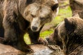 Grizzly bear close up, animal welfare concept