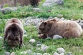 Grizzly Bear Couple
