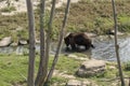 Grizzly bear crossing the river on a sunny day Royalty Free Stock Photo