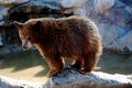 Grizzly Bear Cub Royalty Free Stock Photo