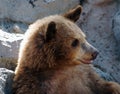 Grizzly Bear Cub Royalty Free Stock Photo