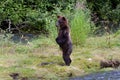 Grizzly bear cub Royalty Free Stock Photo