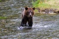Grizzly bear cub Royalty Free Stock Photo