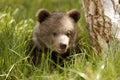 Grizzly Bear Cub Royalty Free Stock Photo