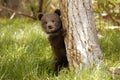 Grizzly Bear Cub Royalty Free Stock Photo