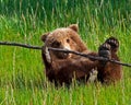 Grizzly brown bear cub baby portrait closeup eyes stick Royalty Free Stock Photo