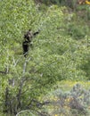Grizzly bear cub in tree Royalty Free Stock Photo