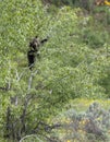 Grizzly bear cub in tree