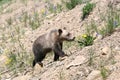 Grizzly Bear cub (Urus actors horribilis)