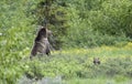 Grizzly bear and cub in yellow flowers