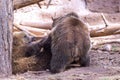 Grizzly Bear Cubs Wrestling Each Other