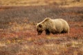 Grizzly bear in Denali National park, Alaska Royalty Free Stock Photo