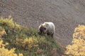 Grizzly Bear , Denali National Park Alaska,USA Royalty Free Stock Photo