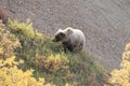 Grizzly Bear , Denali National Park Alaska,USA Royalty Free Stock Photo