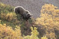 Grizzly Bear , Denali National Park Alaska,USA Royalty Free Stock Photo