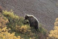 Grizzly Bear , Denali National Park Alaska,USA Royalty Free Stock Photo