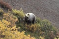 Grizzly Bear , Denali National Park Alaska,USA Royalty Free Stock Photo