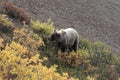 Grizzly Bear , Denali National Park Alaska,USA Royalty Free Stock Photo