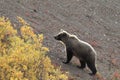 Grizzly Bear , Denali National Park Alaska,USA Royalty Free Stock Photo