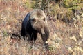 Grizzly Bear , Denali National Park Alaska,USA Royalty Free Stock Photo