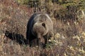 Grizzly Bear , Denali National Park Alaska,USA Royalty Free Stock Photo