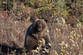 Grizzly Bear , Denali National Park Alaska,USA Royalty Free Stock Photo