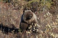 Grizzly Bear , Denali National Park Alaska,USA Royalty Free Stock Photo