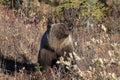 Grizzly Bear , Denali National Park Alaska,USA Royalty Free Stock Photo