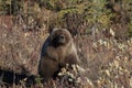 Grizzly Bear , Denali National Park Alaska,USA Royalty Free Stock Photo