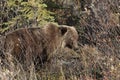 Grizzly Bear , Denali National Park Alaska,USA Royalty Free Stock Photo