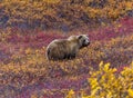 Grizzly bear in Denali National Park Royalty Free Stock Photo