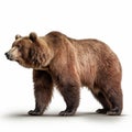 Photorealistic Rendering Of Grizzly Bear On White Background