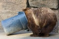 Grizzly Bear Digging in a Trash Can Royalty Free Stock Photo