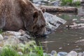 Grizzly Bear Drinking