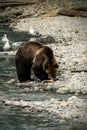 Grizzly bear eating fish on river bank