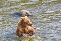 Grizzly bear eating a fish in the river in Katmai, AK Royalty Free Stock Photo