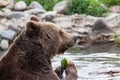 Grizzly Bear Eating Watermelon in a Pond Royalty Free Stock Photo