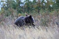 Grizzly Bear Glacier NP Montana USA