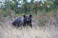 Grizzly Bear Glacier NP Montana USA