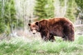 Grizzly bear encounter 3 Royalty Free Stock Photo