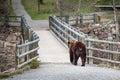 Grizzly bear encounter 4 Royalty Free Stock Photo