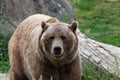 Grizzly Bear Face Close Up