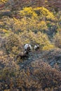 Grizzly bear family Royalty Free Stock Photo