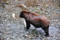 Grizzly Bear feeding on salmon in Hyder, Alaska.