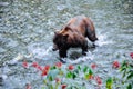 Grizzly Bear feeding on salmon in Hyder, Alaska.