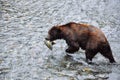 Grizzly Bear feeding on salmon in Hyder, Alaska.