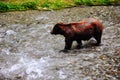 Grizzly Bear feeding on salmon in Hyder, Alaska.