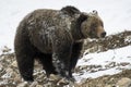 Grizzly Bear Felicia in Bridger Teton National Forest