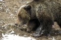 Grizzly Bear Felicia in Bridger Teton National Forest