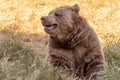 Grizzly bear sitting in a field